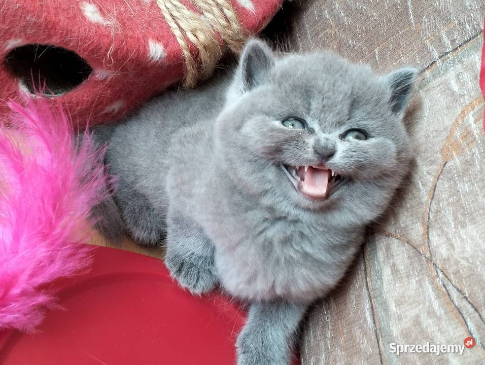 Piękna koteczka Rodowód Międzynarodowy FPL Łódź