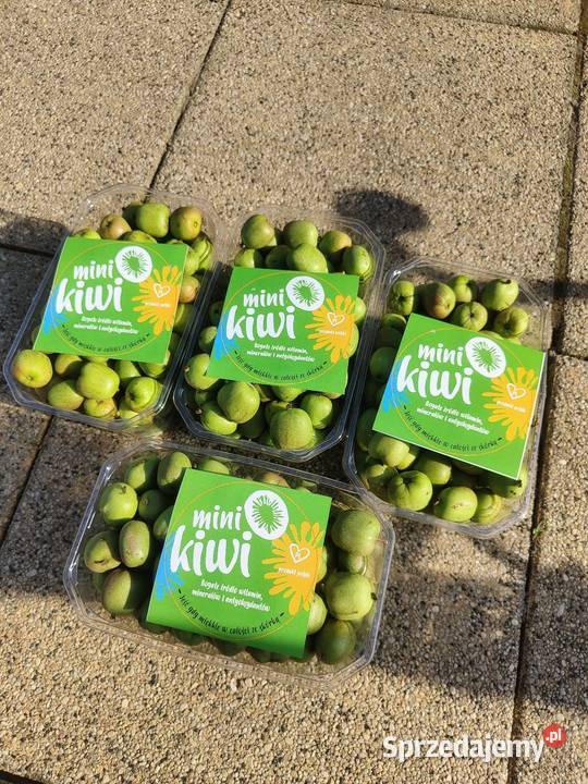 Owoce Mini Kiwi Actinidia plantacja Pielgrzymowice sprzedam