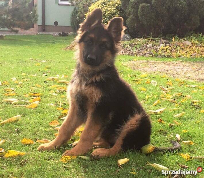 Owczarek niemiecki długowłosy szczenięta rodowód Kalisz