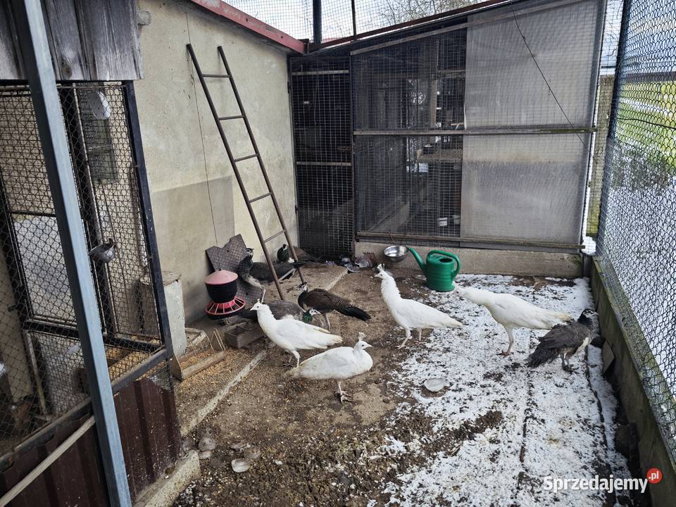 Pawie Kryry sprzedam