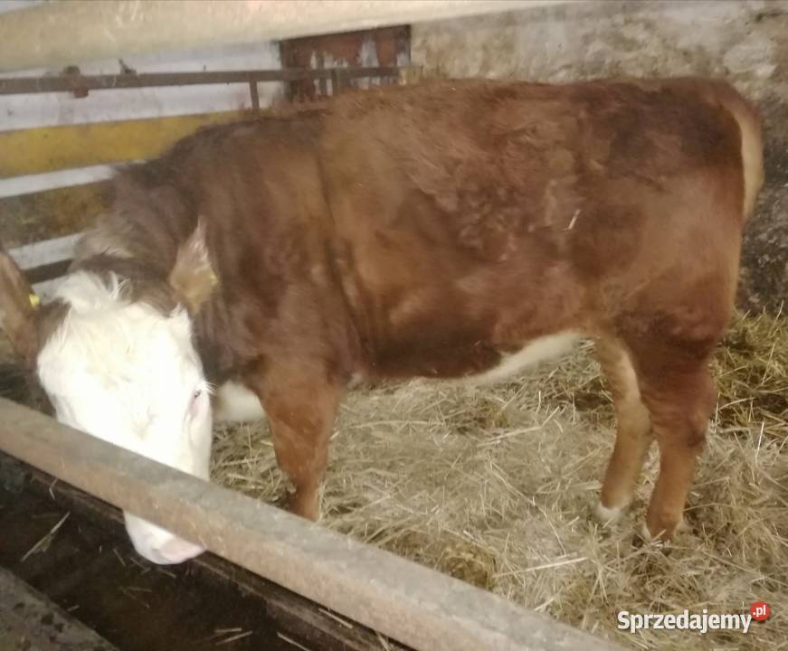 Sprzedam Jałówki Mięsne OdsadkiCielęta świętokrzyskie