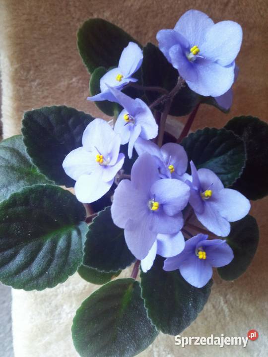 Geranium pachnące cytrynką Zielone Białystok