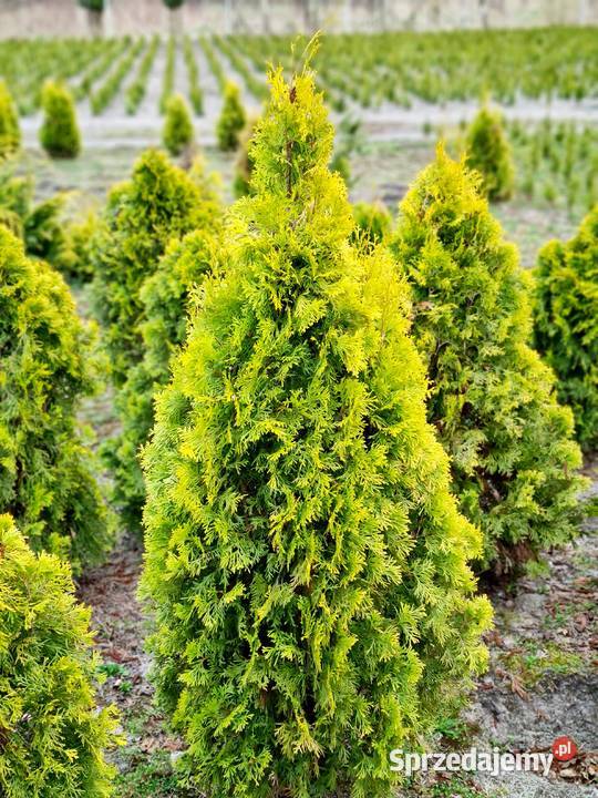 Thuja Brabant 180200 PRODUCENT