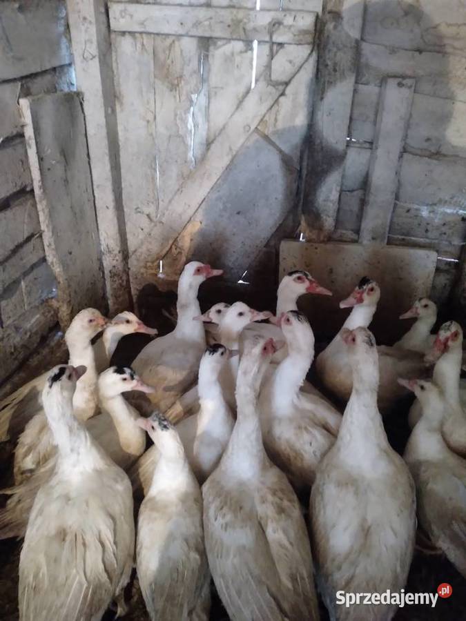 Kaczki pekinki pomorskie Brzeźno Szlacheckie