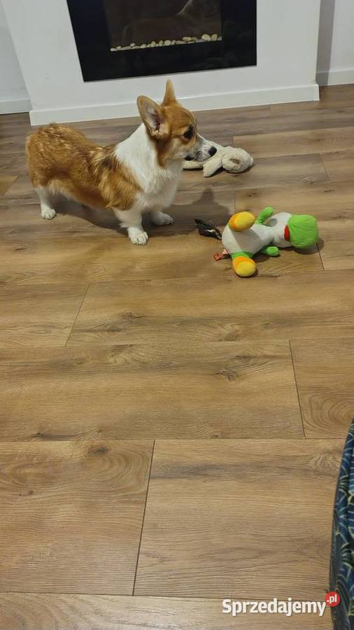 Welsh Corgi Pembroke FCI Panki
