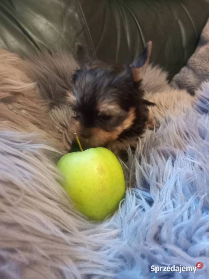 Yorkshire Terrier prześliczna suczka Lublin