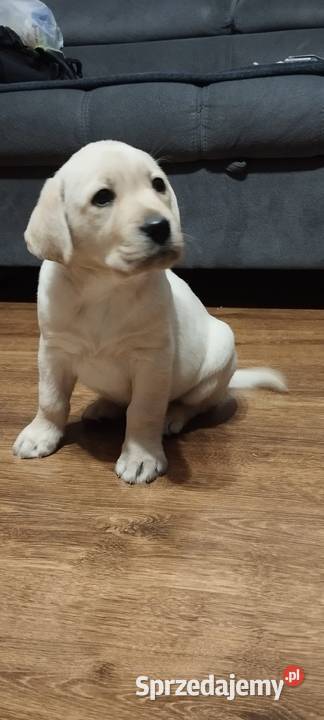 Pieski Labradory Retriever Biszkoptowe Psy Tarnów
