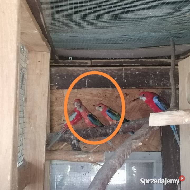 Papugi rozela bialokica Radom sprzedam