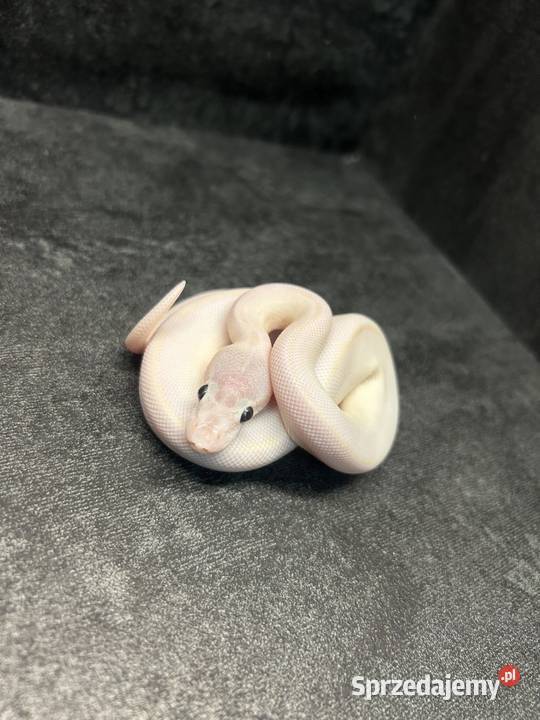 Dorosłe gotowe na sezon i młode węże zbożowe Pisz