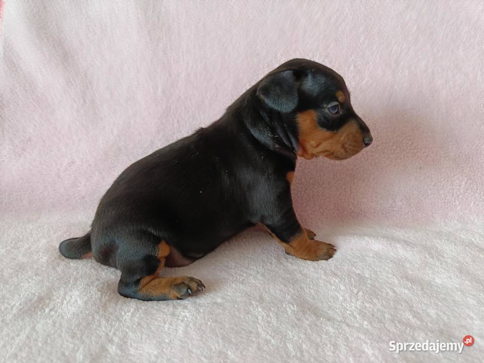 Pinczer miniaturowy szczeniaki Cewków