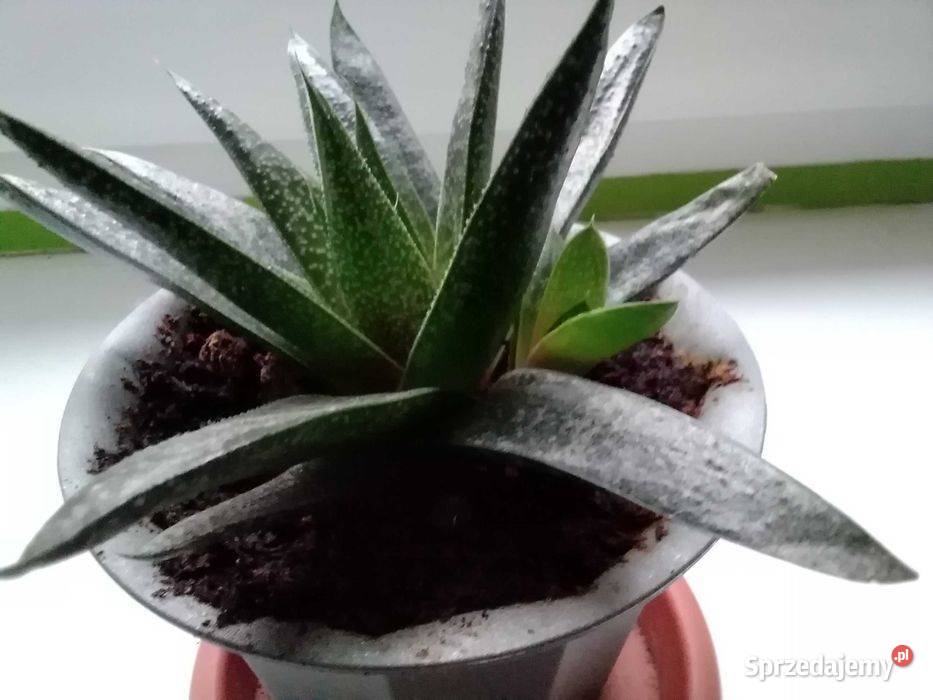 Roślina doniczkowa sukulent Łódź