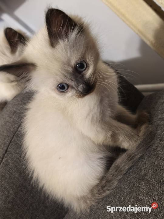 Sprzedam koty syjamskie starego lubuskie Gorzów Wielkopolski