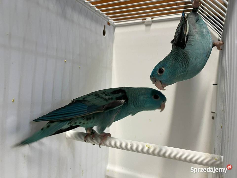 Stokówki Prążkowane Katarzynki Przeworsk