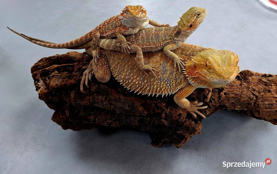 Agama brodata samiczka sprzedam