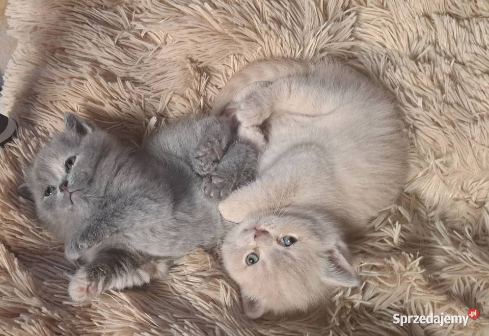 Rezerwacja Kocurek brytyjski krótkowłosy kremowy Wrocław