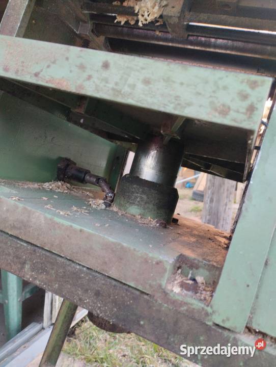 Heblarka Grubosciowka Kaliska