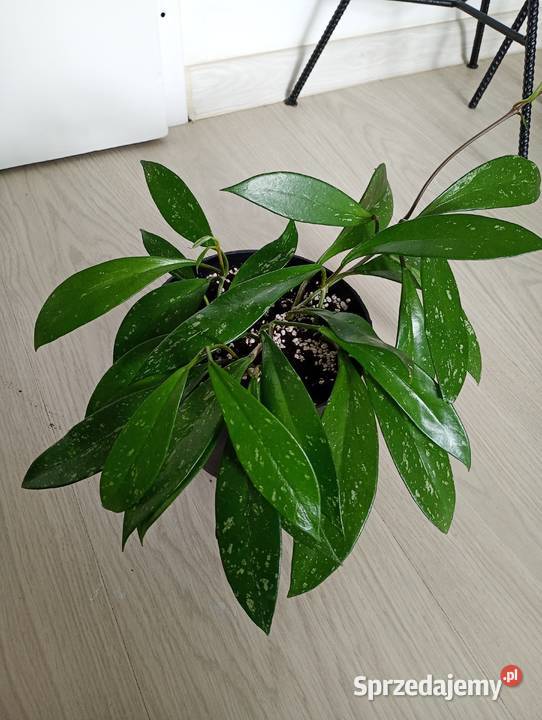 Hoya hoja pubicalyx Częstochowa