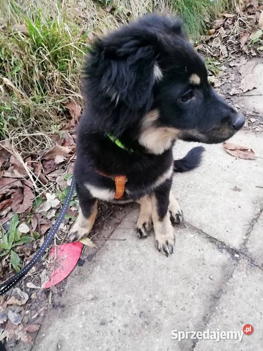 Piesek Tobi Łańcut