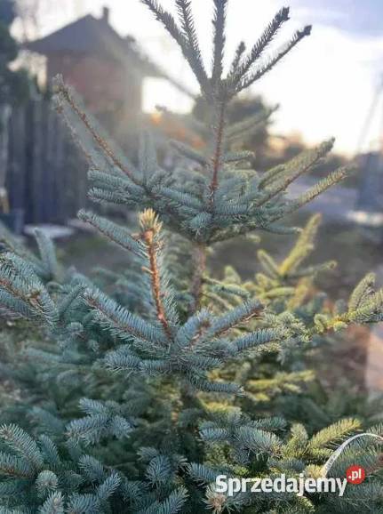 Świerk Srebrny Cięty PRODUCENTA Dom i Ogród dolnośląskie Długołęka