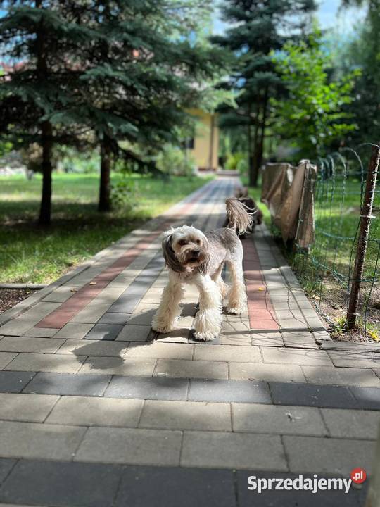 Śliczne szczeniaczki rasy Maltipoo Pozostałe mazowieckie Warszawa