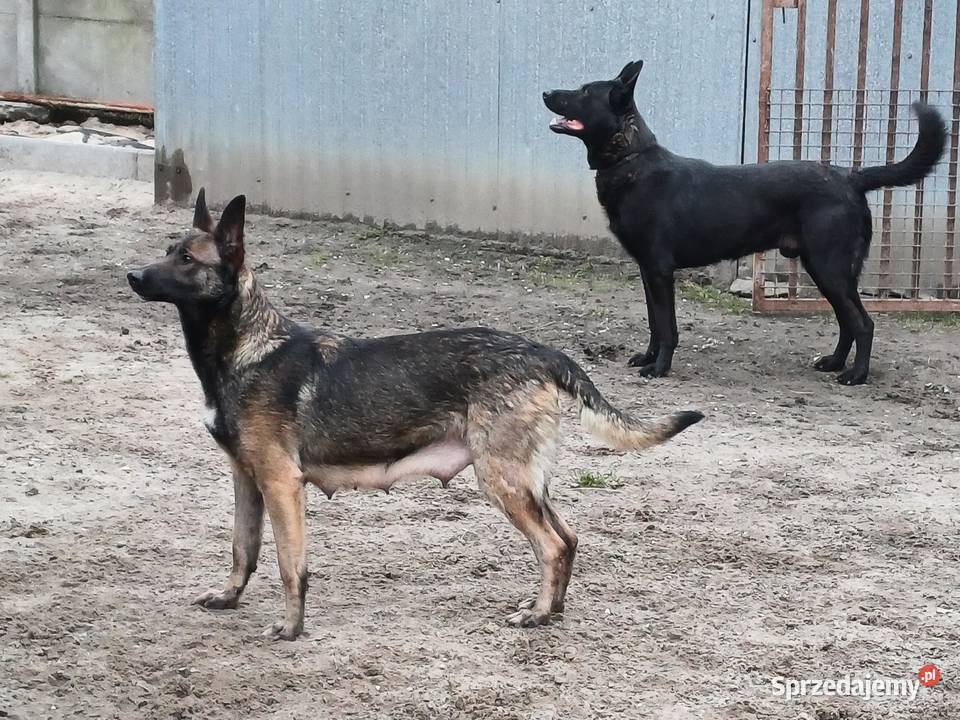Owczarki belgijskie Kalisz