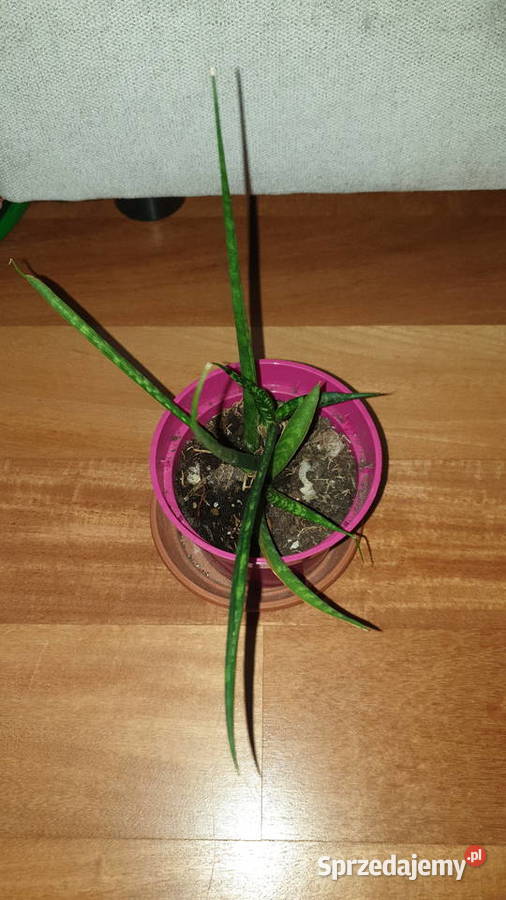 Sansewieria cylindryczna sansa 2 Warszawa