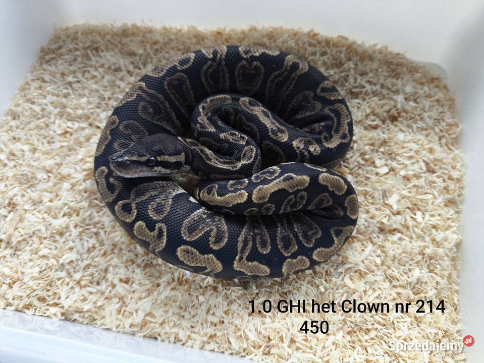 pyton królewski wąż samiec 214 Boruja Kościelna