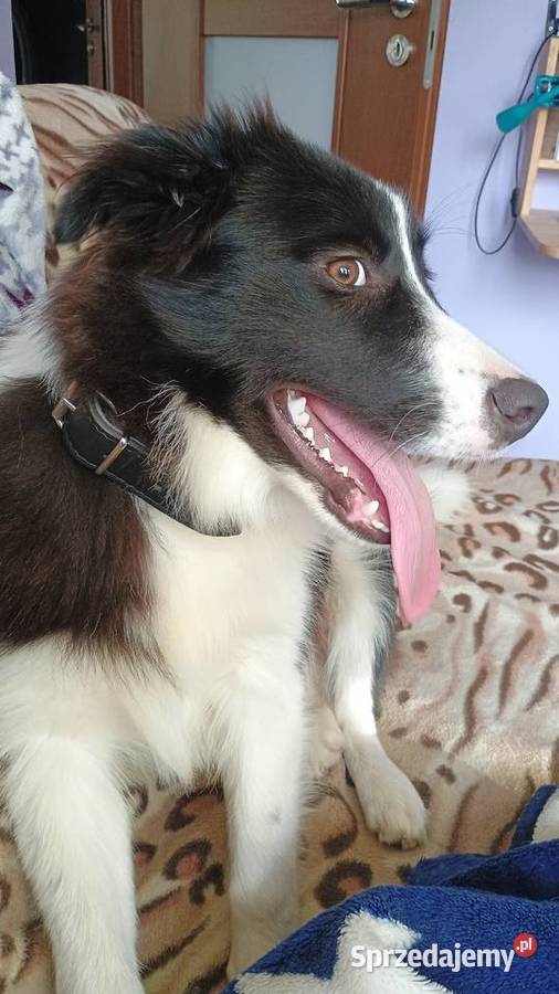 Border collie FCI Dla zwierząt Legionowo usługa dla zwierząt
