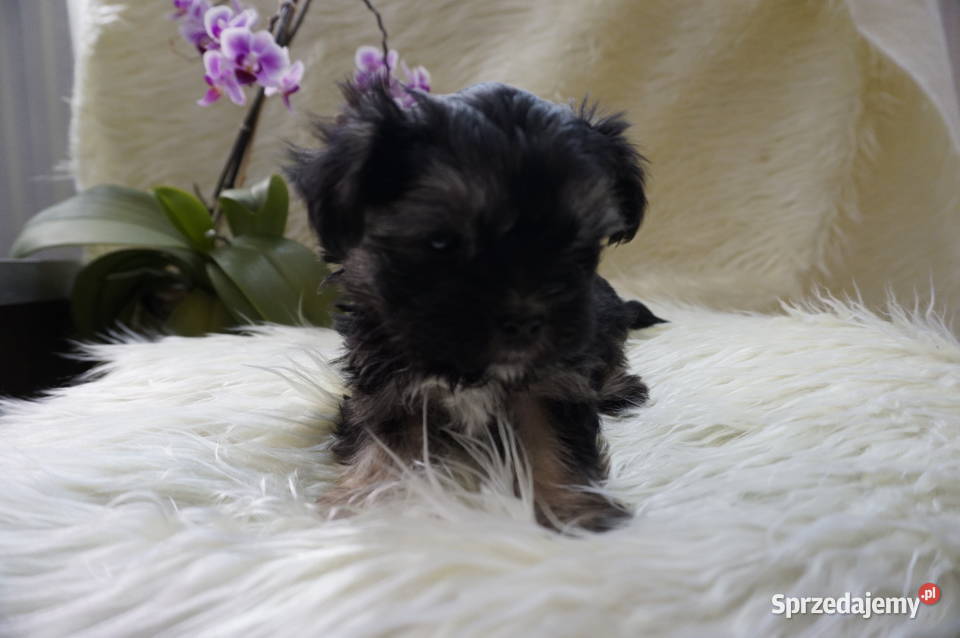 York Maltańczyk Sobótka