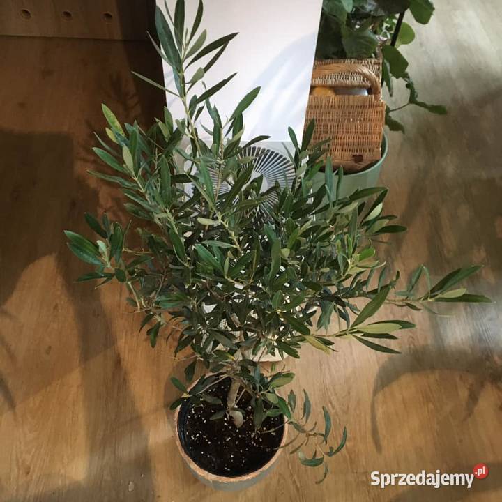Oliwka europejska drzewko oliwne mazowieckie Warszawa