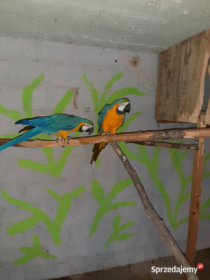 Sprzedam papugi ary Kraków