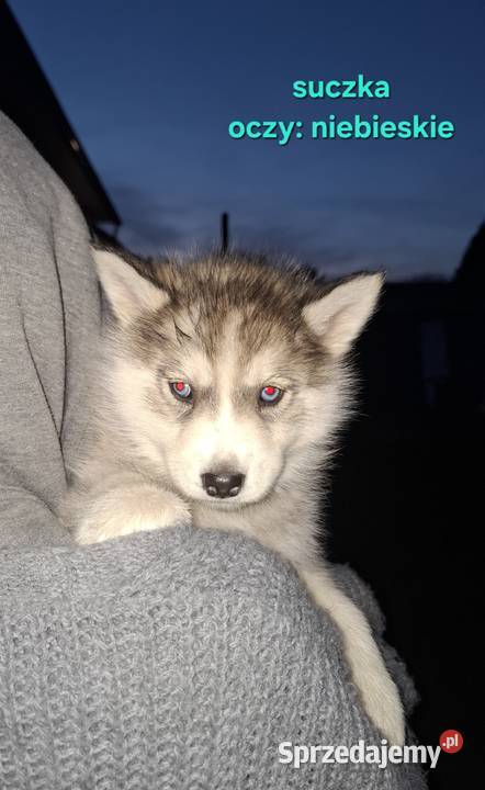 Szczenięta Husky świętokrzyskie Jędrzejów