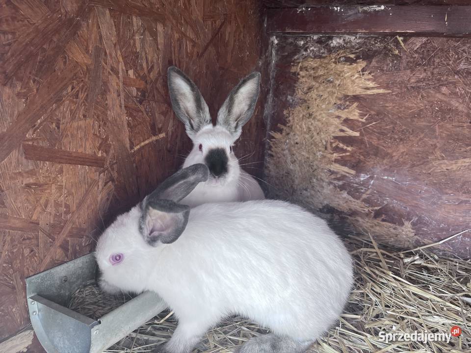 Króliki Kalifornijske Nadstawki sprzedam