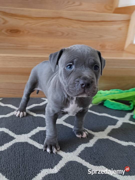 Amstaff błękitne szczenięta Amstaff Płock