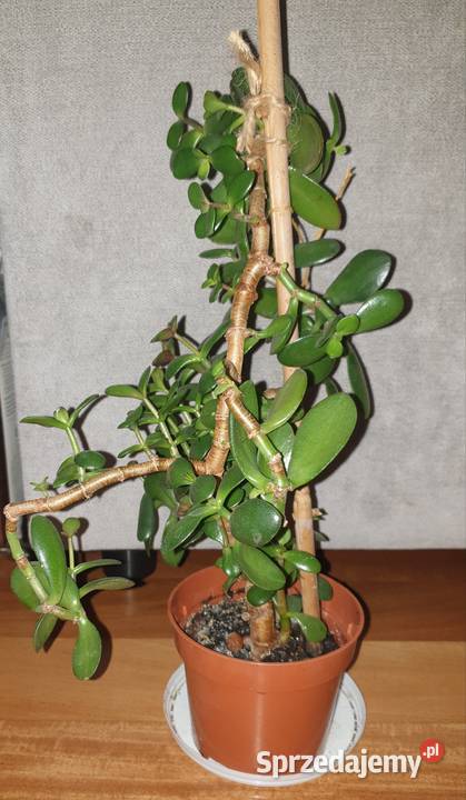 Grubosz crassula ovata drzewko szczęścia 3 Kaktusy i sukulenty Warszawa