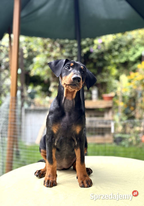 Pinczer średni niemiecki FCI championach Pozostałe