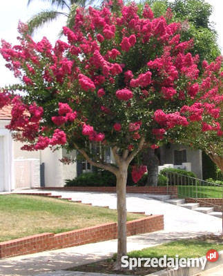Lagerstroemia Indica BEZ POŁUDNIA Poznań