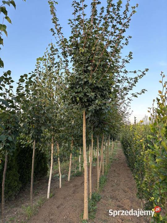 Klon polny Acer campestre obwód 9 16 wysokość