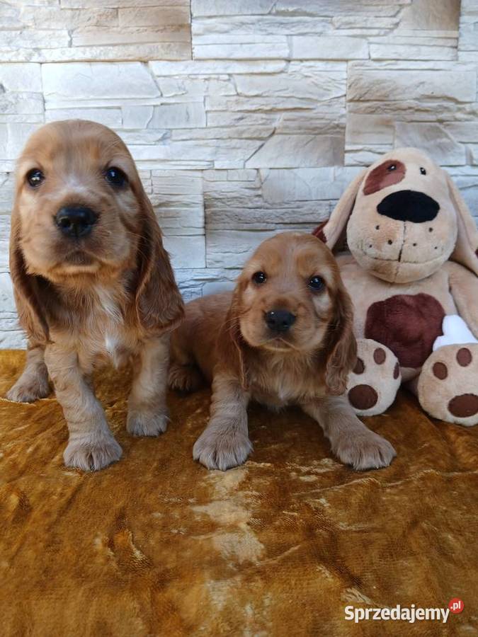 Śliczne Szczenięta Cocker Spaniel Angielski Sieradz