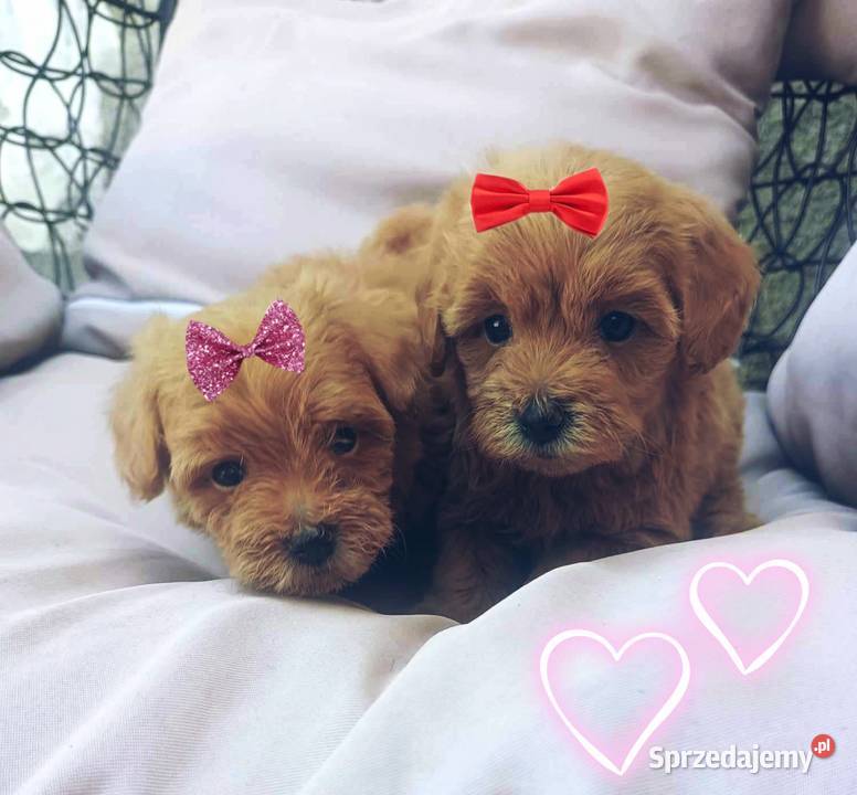 Maltipoo suczka z badaniami Bydgoszcz