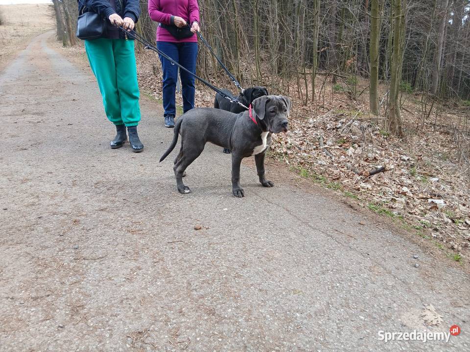 Alano Espanol suczka dolnośląskie Świdnica Polska