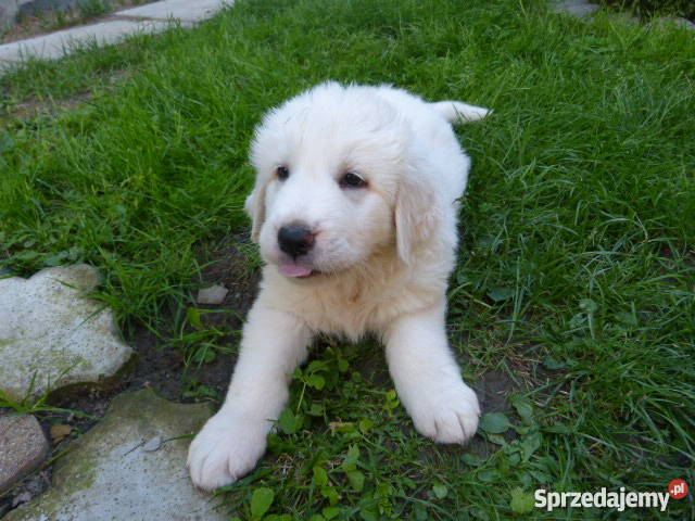 SPRZEDAM OWCZARKI PODHALAŃSKIE Psy Raba Wyżna