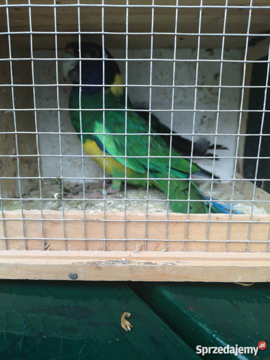 Bernardy żółtobrzuche para Wilczyce