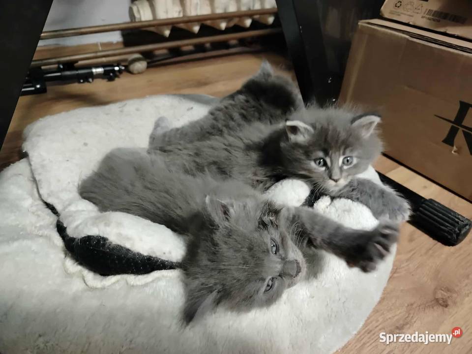 zapowiedź miotu Maine Coon pomorskie Starogard Gdański