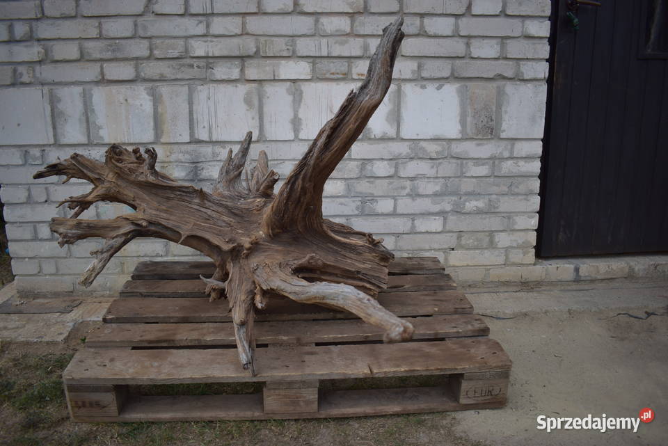 Korzeń ozdobny do ogrodu