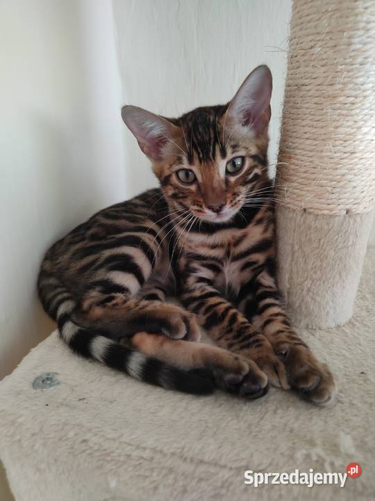 Koty Bengalskie kot bengalski miot C FPL Felis Iskrzynia