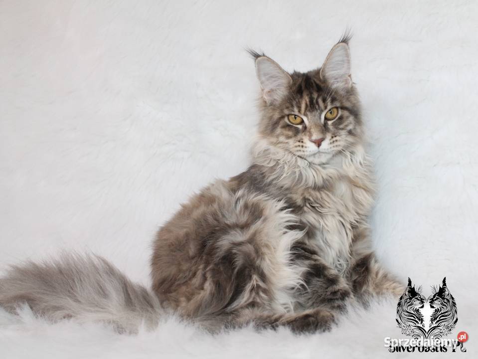 Kotka Maine Coon kociego behawiorysty dolnośląskie Nowa Ruda sprzedam