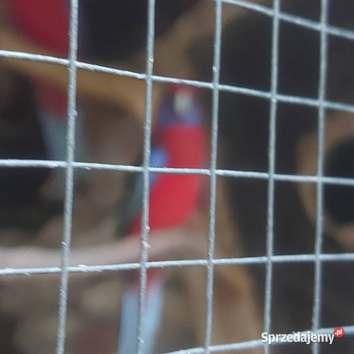 Papugi Rozele Królewskie Mińsk Mazowiecki