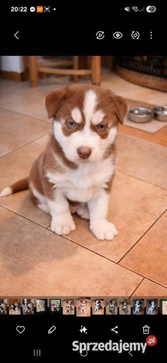 Husky Syberian Pies Inowrocław