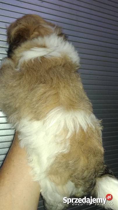 Piedek Shih tzu Unisław